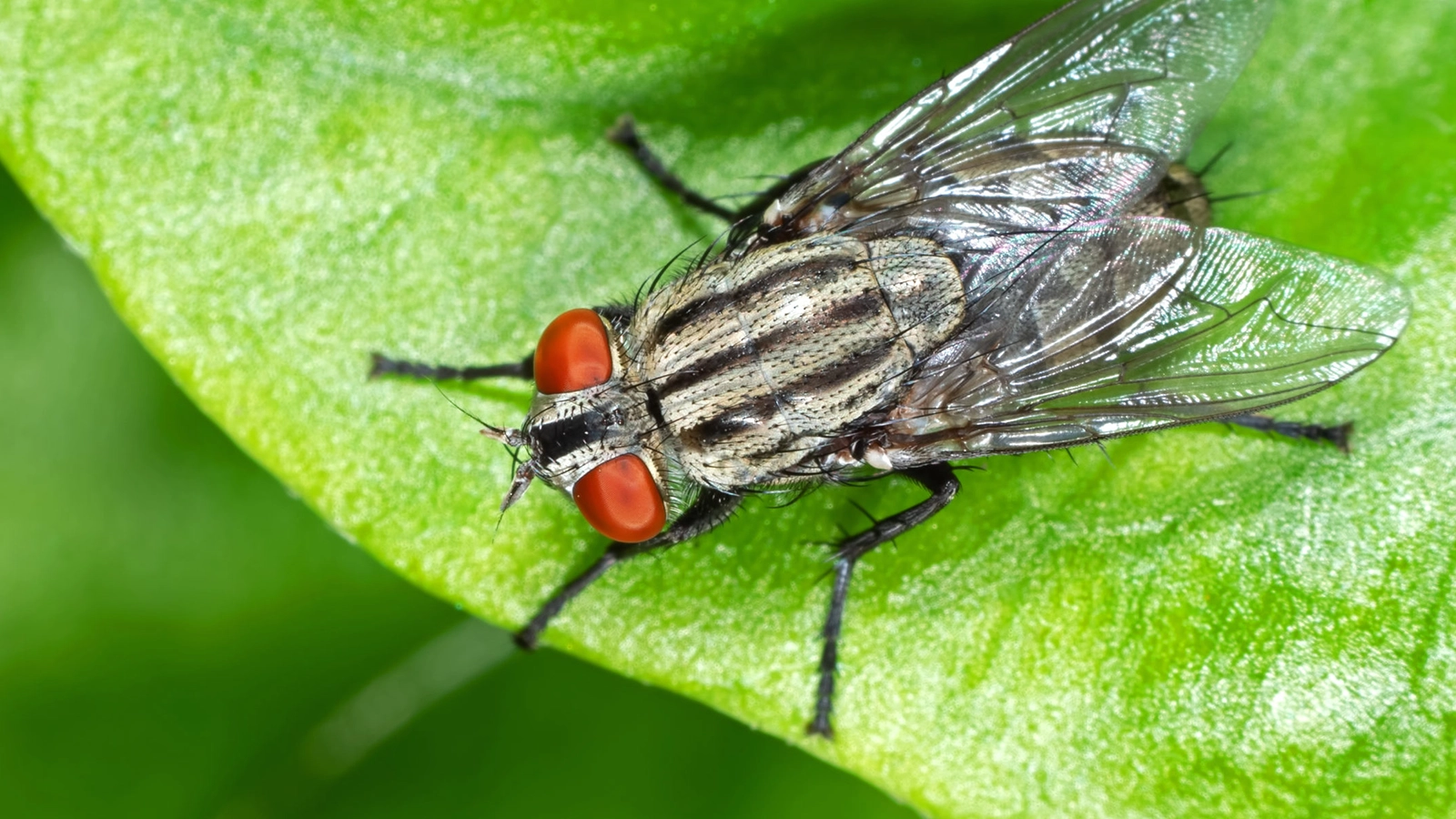 Verão mosquitos faciais ao ar livre dobrável net inseto-resistente